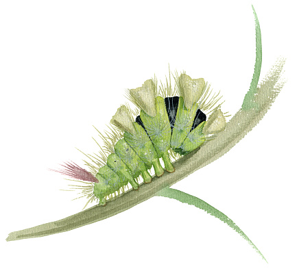 Watercolor illustration showing a pale tussock caterpillar on a twig in white back