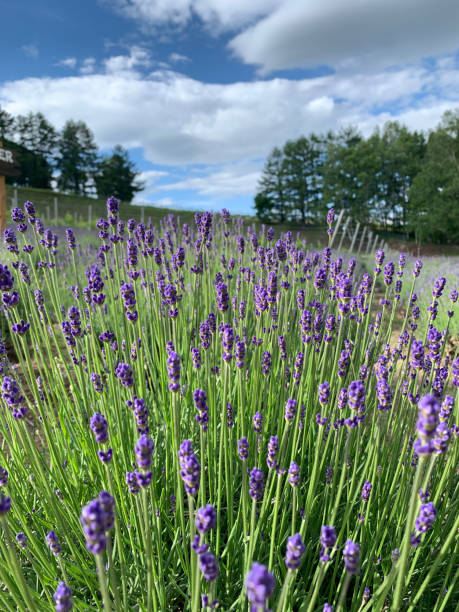 istock lavender in Hokkaido 1414170002