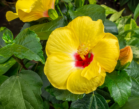 Yellow and red Hibiscus flower in natural ambiance
