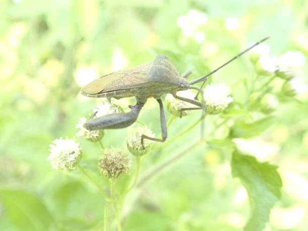Closeup shot bug Acanthocephala terminalis on a green grass taken during the day with blurred nature background. Acanthocephala terminalis is a species of leaf-footed bug in the family Coreidae. Acanthocephala terminalis is a species of leaf-footed bug in the family Coreidae. It is found in North America. primer plano del insecto acanthocephala terminalis en una hierba verde tomada durante el día con fondo de naturaleza borroso. acanthocephala terminalis es una especie de insecto del género acanthocephala de la familia coreidae del orden diptera.