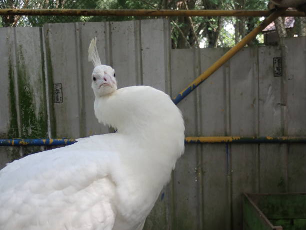 White peacock (pavo cristatus) in the zoo is an albino peacock, including a rare peacock. Adult male birds are large, can reach 230 cm in length, with a very long tail cover. There is a crest on head. el pavo real blanco (pavo cristatus) en el zoológico es un pavo real albino, incluido un pavo real raro. los machos adultos son grandes, pueden alcanzar los 230 cm de longitud, con una cubierta de cola muy larga. hay una cresta en la cabeza.