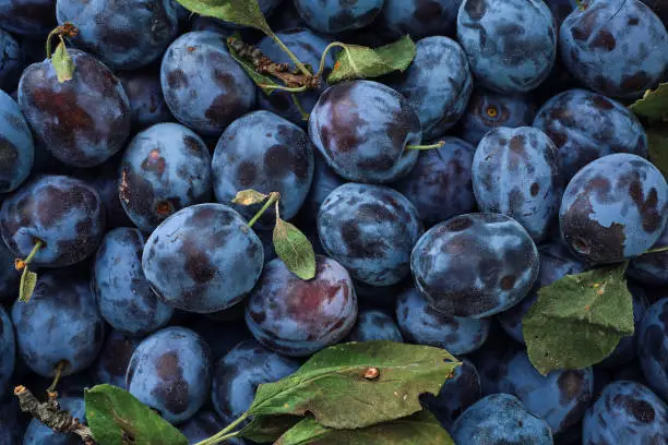 Photo of Ripe plums, prunes with few leaves. Close-up of fresh plums, top view. Photo of edible fruit plum. Texture background of fresh blue plums. Fruit product image.