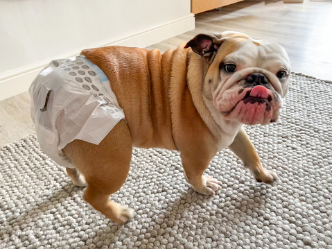 Young female bulldog wearing diaper