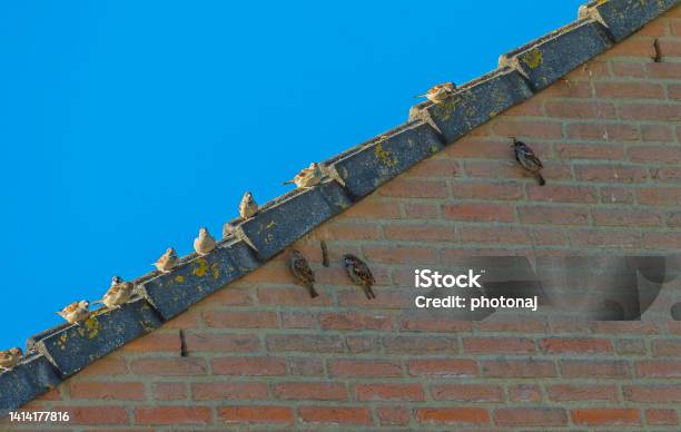 Sparrows On A Roof And Along A Brick Wall In Bright Sunlight In Summer Stock Photo - Download Image Now