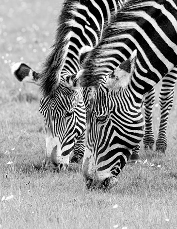 Grevy's zebras grazing.