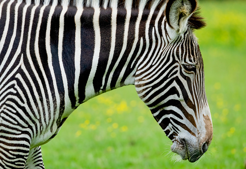 Zebra in water. African savannah, National park of Kenya