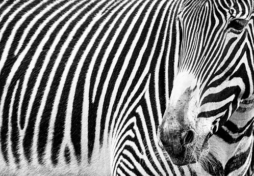 zebra in akagera national park rwanda