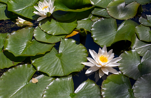 Beautiful waterlillies (Nymphaea) in a pond