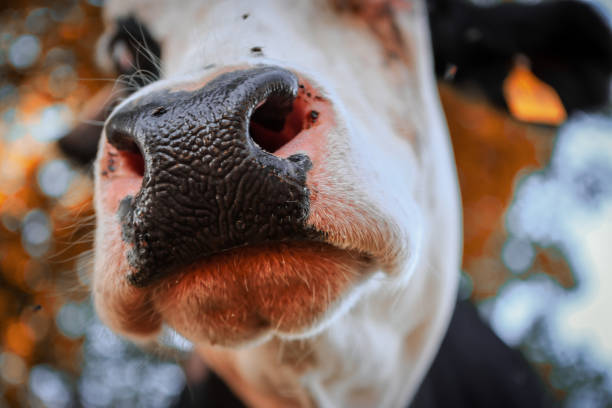 Fully grown female dairy cows standing in a green field on summer day looking at camera Close up of nose