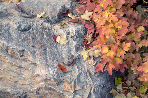 Background of bright autumn leaves and gray stone with copy space.