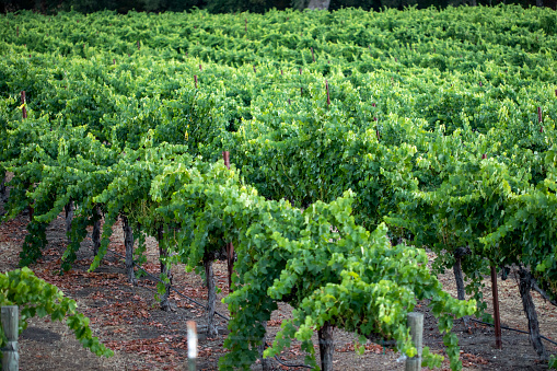 Green vines in a vineyard summer