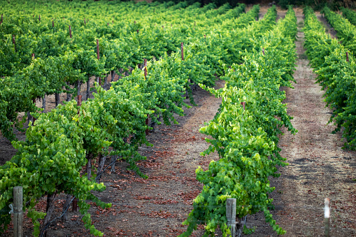 Green vines in a vineyard summer