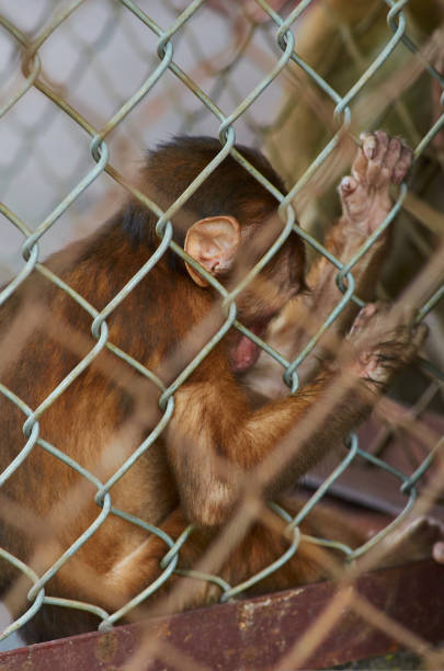 istock a sad little monkey sits behind bars in a cage with his head down. violence against wild animals. 1414179695