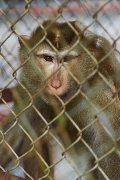 istock the monkey sits behind bars in the zoo. monkeypox. wild animals in captivity 1414179777