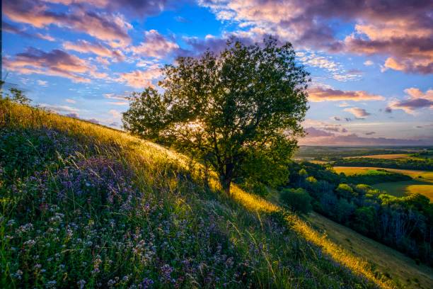 vue du old winchester hill - hampshire photos et images de collection