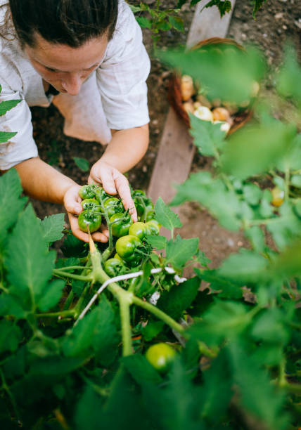 istock Woman working in the garden 1414180029