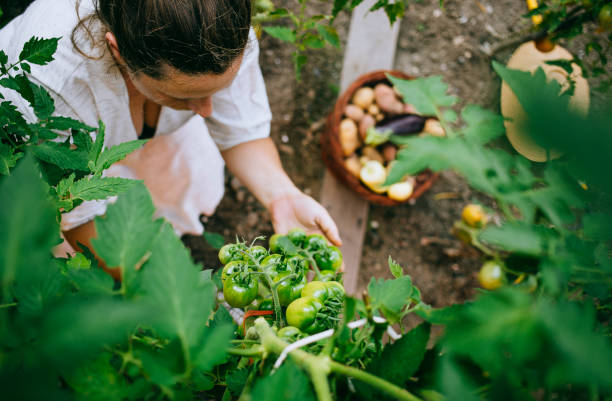 istock Woman working in the garden 1414180058