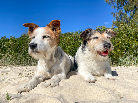 Chloe & Max enjoying the sunshine while laying in the sand at the beach.