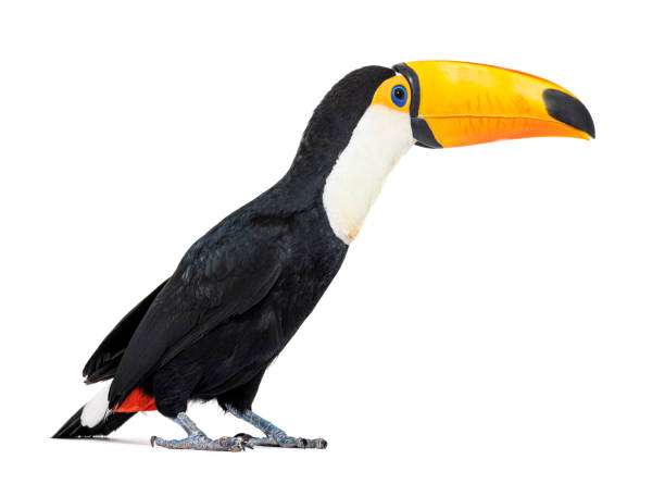 istock Toucan toco, Ramphastos toco, isolated on white 1414180514