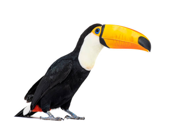 istock Toucan toco, Ramphastos toco, isolated on white 1414180548