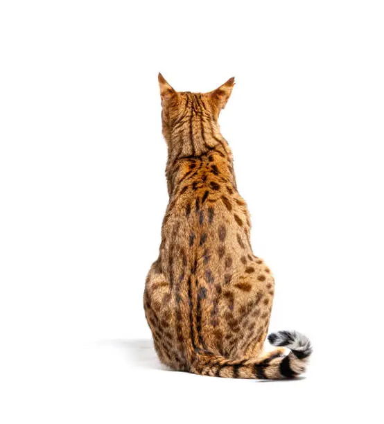view of a Savannah F1 cat from behind looking backwards, Isolated on white