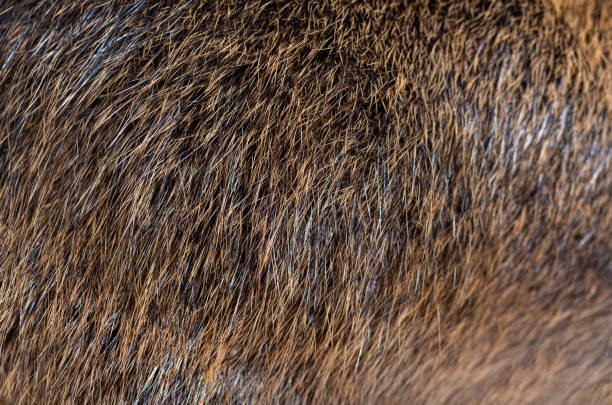 istock Macro of Coypu hair 1414182331