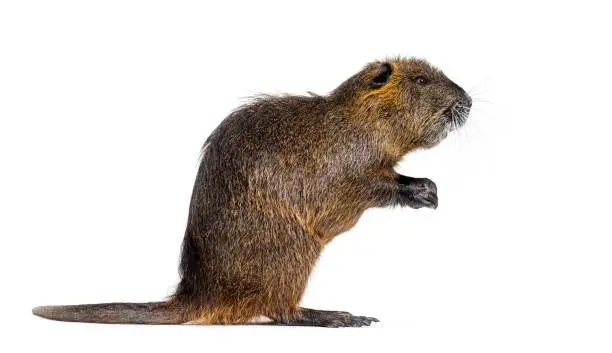 Side view of a Nutria or Coypu On its hind legs, Myocastor coypus, isolated on white