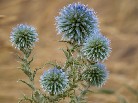 Globe Thistle standing infront of Astilbe plants.