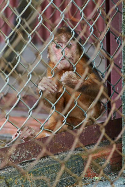 istock sad frightened little monkey sits behind bars in a cage with his head down. violence against wild animals. 1414182511