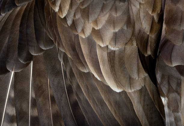 istock Macro of common buzzard, Buteo buteo feathers 1414182633