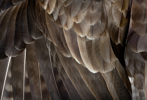 An immature, Bald Eagle looks sternly to the side.  The photo is a close-up of his head and shoulders.  He was injured and now is part of an educational program.