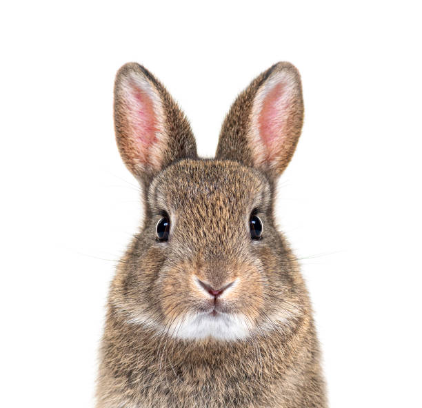 giovane coniglio europeo che guarda e guarda la telecamera, oryctolagus cuniculus - coniglio foto e immagini stock