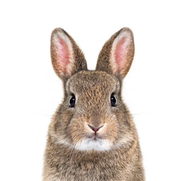 Photo of Young European rabbit facing and looking at the camera, Oryctolagus cuniculus