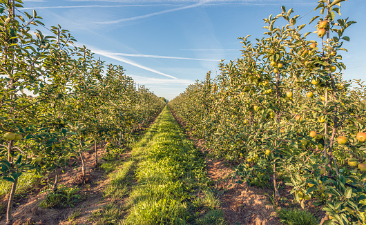 Long rows of low apple trees with ripening apples in a Dutch apple orchard. It is a sunny and hot day in summer with a clear blue sky. The apples are not yet ripe and the grower fears heat damage.