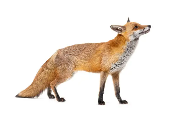 Side view of a Red fox looking up, two years old, isolated on white