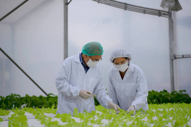 istock Entrepreneur work in hydroponic farm. Vegetables forming in greenhouse. 1414184366