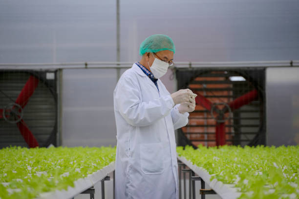 istock Entrepreneur work in hydroponic farm. Vegetables forming in greenhouse. 1414184463
