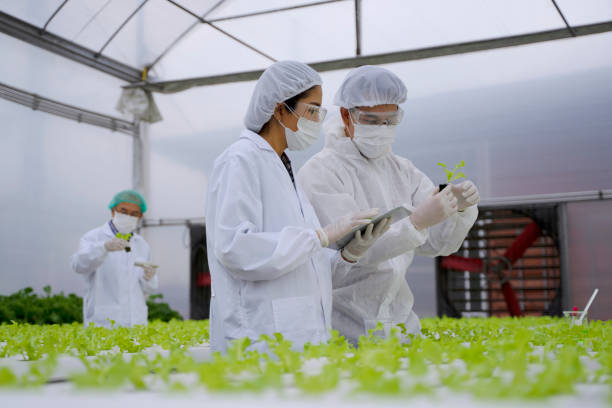 istock Entrepreneur work in hydroponic farm. Vegetables forming in greenhouse. 1414184479