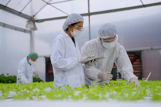 istock Entrepreneur work in hydroponic farm. Vegetables forming in greenhouse. 1414184485