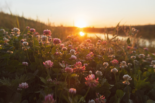 clover blooms at sunset on the river bank, St.Patrick 's Day