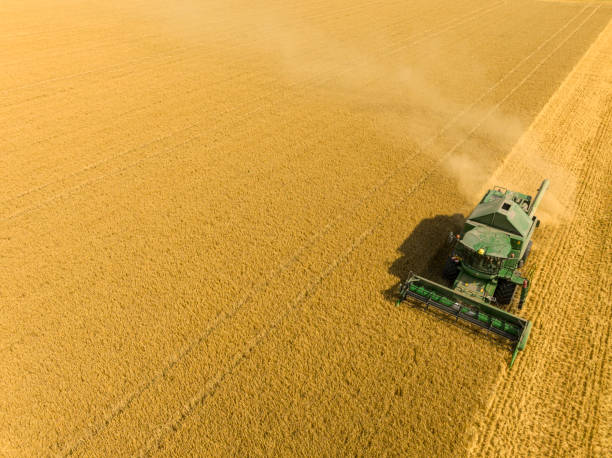 istock Combine harvester harvesting wheat during summer seen from above 1414186765