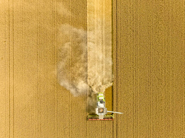 Combine harvester harvesting wheat in a gold colored field during summer seen from above. There is dust coming form the harvester during this period of drought.