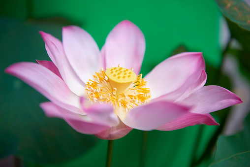 Beautiful pink waterlily or lotus flower on green background. Close-up.