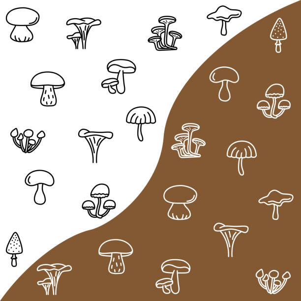 Mushrooms flat line icons set. Poisonous and edible mushroom symbol. Simple flat vector illustration for web site or mobile app Mushrooms flat line icons set. Poisonous and edible mushroom symbol. Simple flat vector illustration for web site or mobile app. peppery bolete stock illustrations