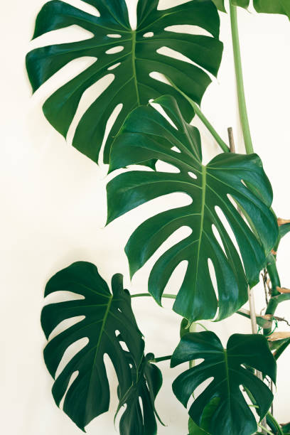 istock Swiss cheese plant close-up 1414188169