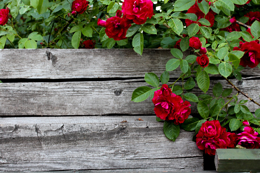 Wooden background with flowers for text