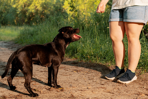 Happy dog standing near female feet on dirt road, side view