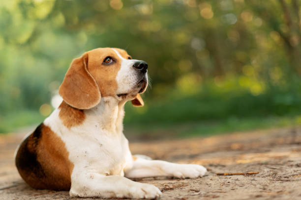 istock Beagle dog lying on dirt road 1414191347