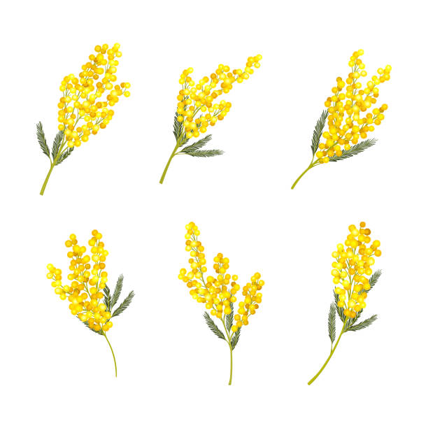 Silver Wattle or Mimosa with Bipinnate Leaves and Yellow Racemose Inflorescences Vector Set Silver Wattle or Mimosa with Bipinnate Leaves and Yellow Racemose Inflorescences Vector Set. Acacia Dealbata as Flowering Plant Specie with Globose Flowerheads Concept wattle flower stock illustrations
