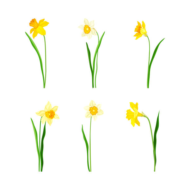 narzisse als frühlingsblühende mehrjährige pflanze mit weißen und gelben blüten und blattlosem blütenstiel-vektor-set - daffodil stock-grafiken, -clipart, -cartoons und -symbole